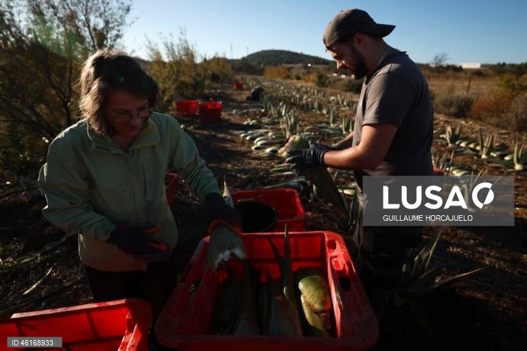 Plantas de Aloe Vera no sul da França