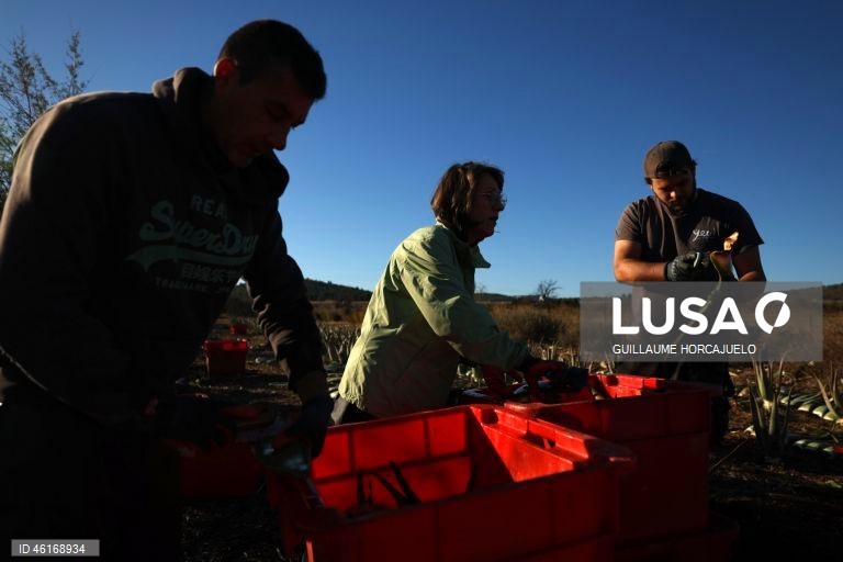 Plantas de Aloe Vera no sul da França