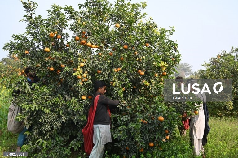 Paquistão: Colheita da laranja