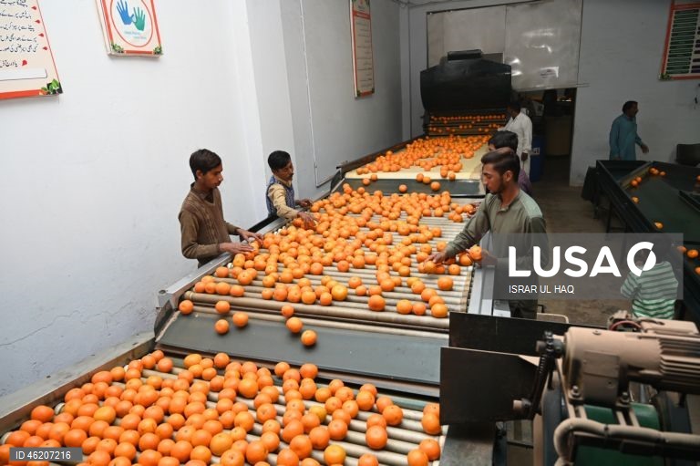 Paquistão: Colheita da laranja