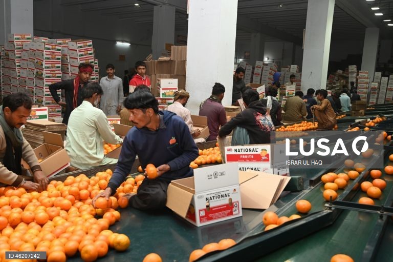 Paquistão: Colheita da laranja