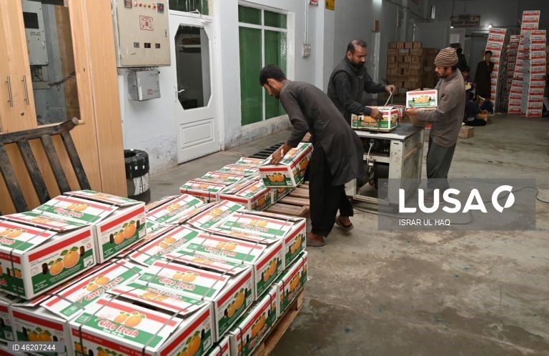 Paquistão: Colheita da laranja