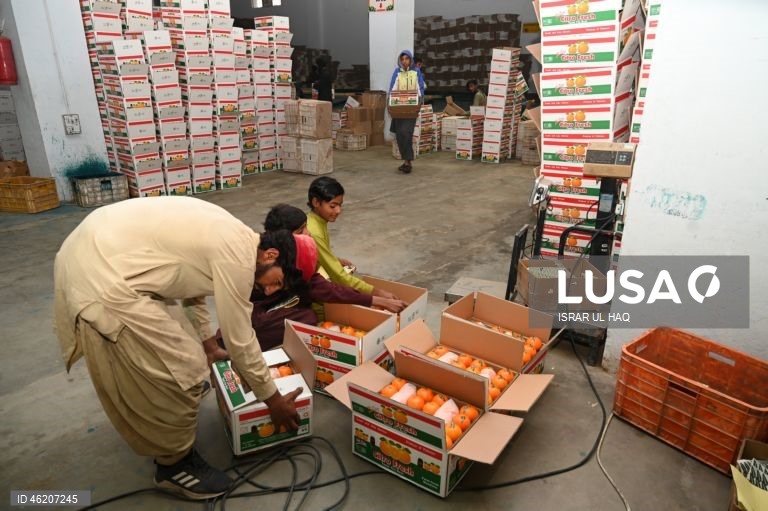 Paquistão: Colheita da laranja