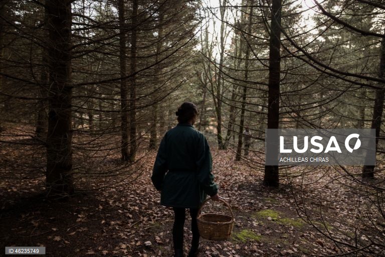 Apanha de cogumelos selvagens em Holomontas, Grécia