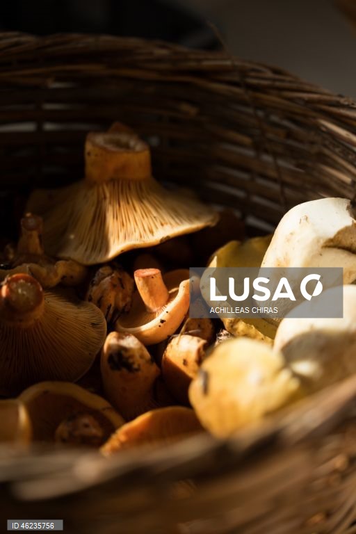 Apanha de cogumelos selvagens em Holomontas, Grécia