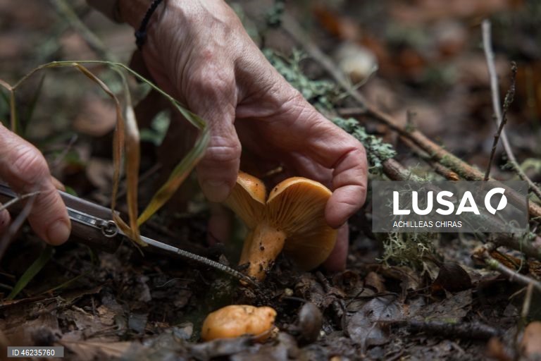 Apanha de cogumelos selvagens em Holomontas, Grécia