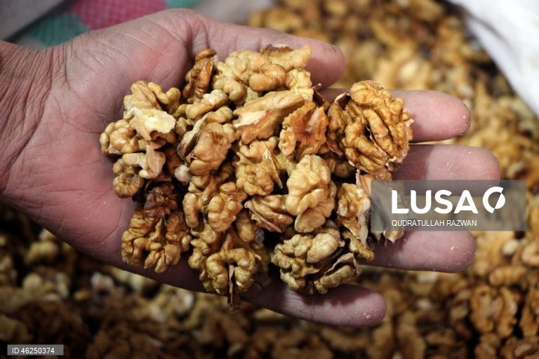 Com o início do inverno, a procura por nozes e frutos secos aumenta, impulsionada pelos hábitos de consumo sazonais. Esse aumento destaca o papel essencial das nozes e frutos secos na dieta durante os meses mais frios do Afeganistão.