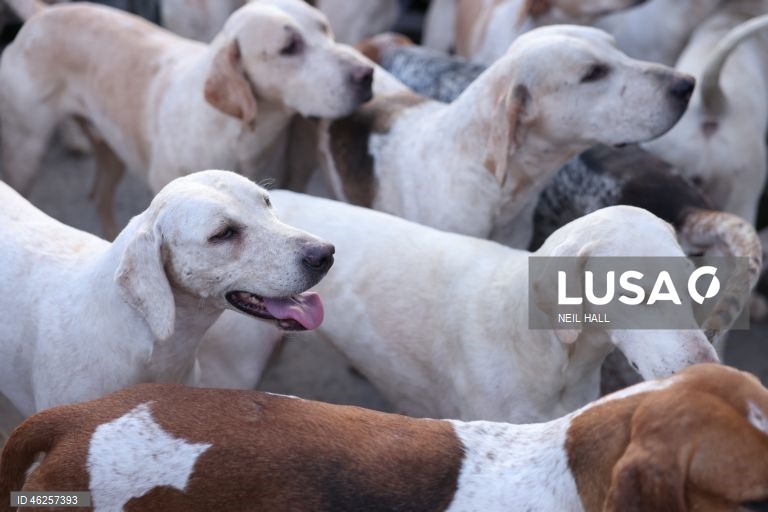 Cavaleiros participam no encontro Old Surrey Burstow e West Kent Boxing Day em Chiddingstone, Grã-Bretanha. A caça com trilhas está prestes a ser proibida na Inglaterra e no País de Gales como parte de uma nova estratégia de bem-estar animal a ser publicada pelo governo do Reino Unido. Desde a proibição da caça à raposa em 2004, caçadas modificadas têm ocorrido usando trilhas perfumadas para os animais seguirem. A caça com cavalos e cães é uma tradição do Boxing Day nas áreas rurais.