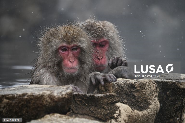 Japão: Macacos-da-neve aquecem em fontes termais no Parque Jigokudani