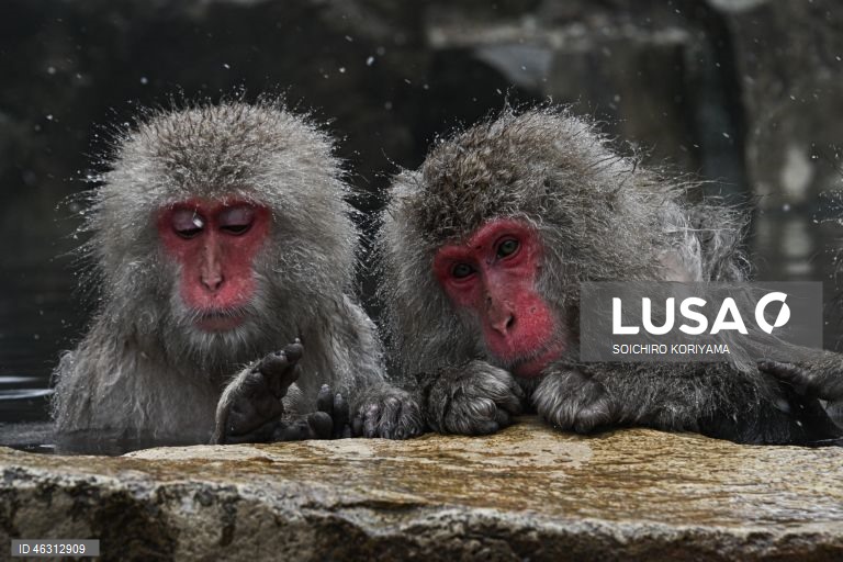Japão: Macacos-da-neve aquecem em fontes termais no Parque Jigokudani