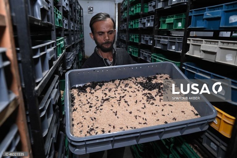 Paquistão: Startup de Carachi transforma a criação de larvas de farinha em solução sustentável de proteína
