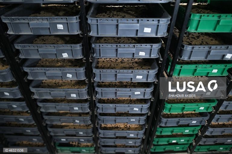 Paquistão: Startup de Carachi transforma a criação de larvas de farinha em solução sustentável de proteína