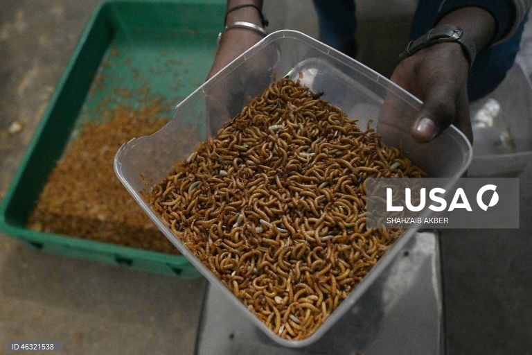 Paquistão: Startup de Carachi transforma a criação de larvas de farinha em solução sustentável de proteína