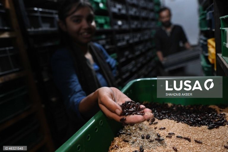 Paquistão: Startup de Carachi transforma a criação de larvas de farinha em solução sustentável de proteína