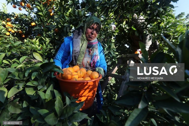 Tunísia: Colheita de citrinos