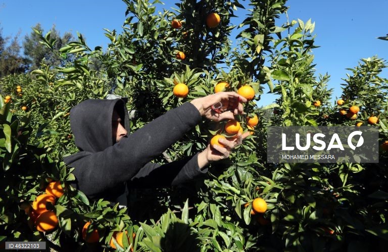Tunísia: Colheita de citrinos