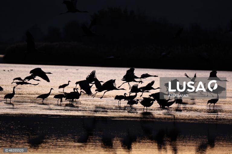 Israel: Grous em migração descansam no Lago Agamon Hula