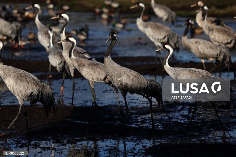 Israel: Grous em migração descansam no Lago Agamon Hula