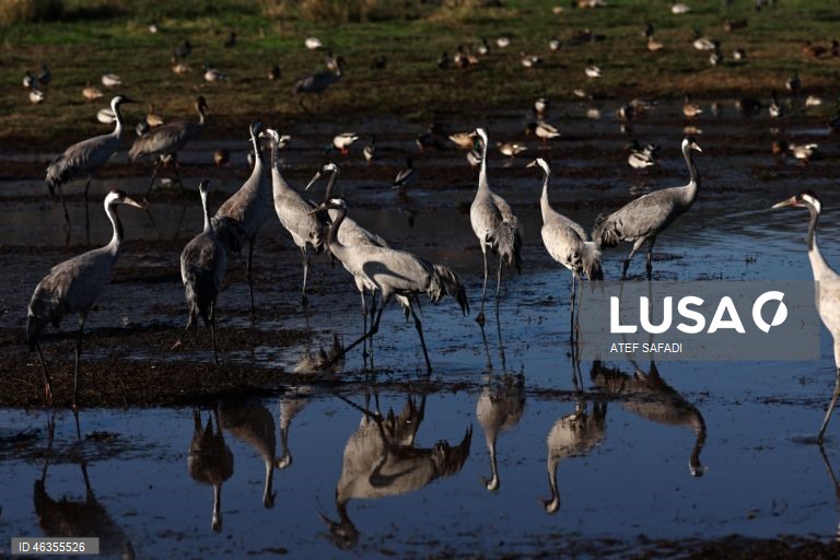 Israel: Grous em migração descansam no Lago Agamon Hula