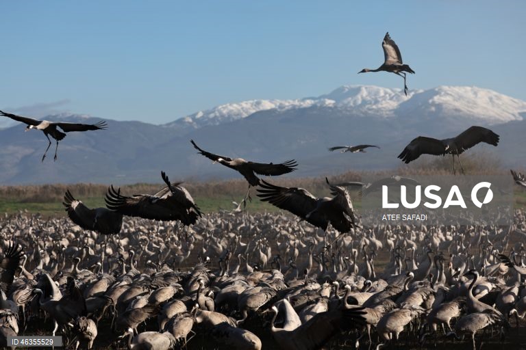 Israel: Grous em migração descansam no Lago Agamon Hula