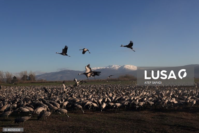 Israel: Grous em migração descansam no Lago Agamon Hula