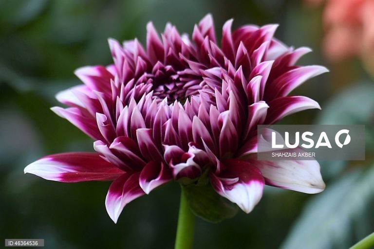 Paquistão: Flores num jardim em Carachi