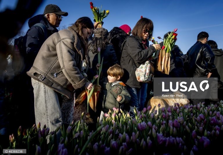 Países Baixos: Visitantes colhem tulipas gratuitamente num jardim na Museumplein, no Dia Nacional da Tulipa, em Amesterdão.