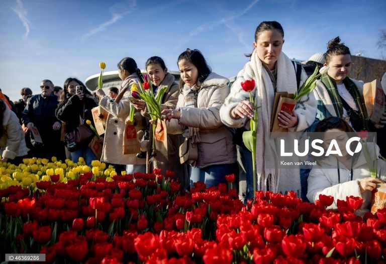 Países Baixos: Visitantes colhem tulipas gratuitamente num jardim na Museumplein, no Dia Nacional da Tulipa, em Amesterdão.