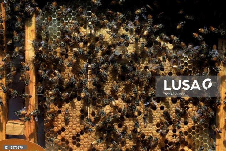 Iémen: Feira de produtos apícolas em Sana