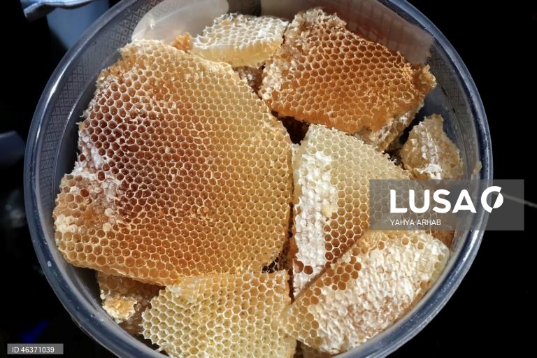 Iémen: Feira de produtos apícolas em Sana