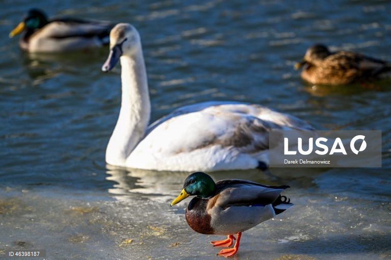 Polónia: Aves no Rio Wislok