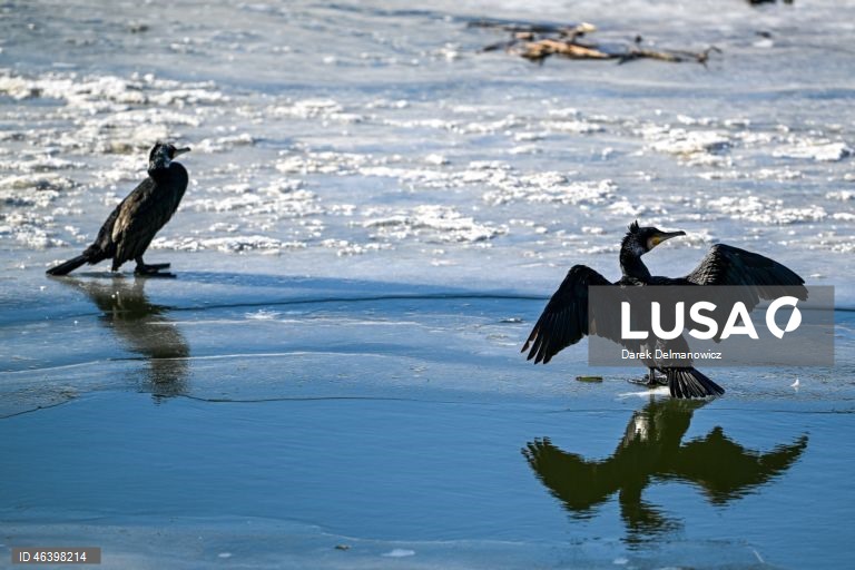 Polónia: Aves no Rio Wislok