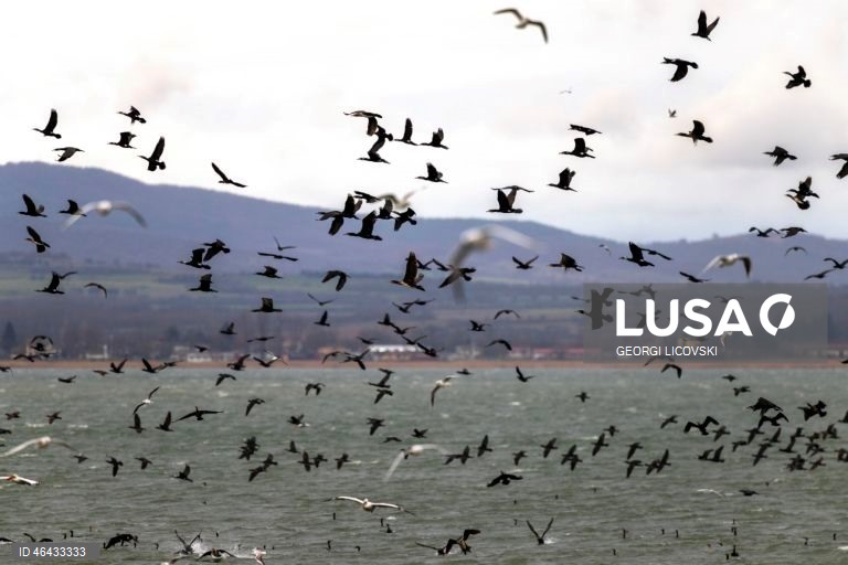 Macedónia do Norte: Lago Dojran