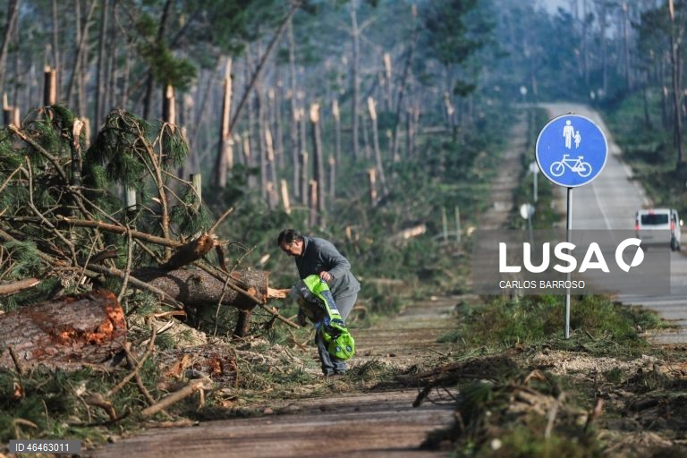 Uma pessoa apanha pinhas caídas e lenha na Mata Nacional na Marinha Grande, na estrada atlântica, depois da passagem da depressão Kristin por Portugal continental, na quarta-feira, deixando um rasto de destruição, causando pelo menos seis mortos, vários feridos e desalojados. O Governo decretou situação de calamidade entre as 00:00 de quarta-feira até às 23:59 de dia 01 de fevereiro para cerca de 60 municípios, número que pode aumentar. CARLOS BARROSO/ LUSA