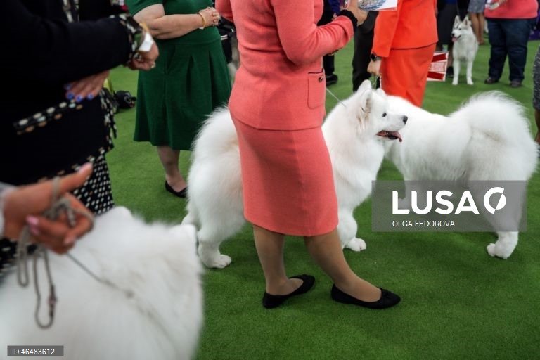 EUA: 150º Show Canino de Westminster Kennel  Club em Nova Iorque