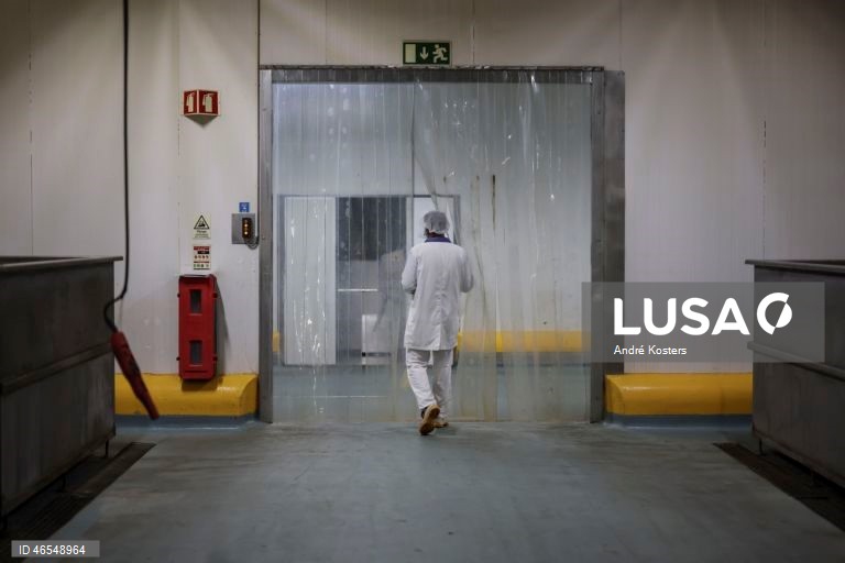 Processo de fabricação de salsichas na fábrica de Indústria e Comércio de Carnes, Sicasal, em Vila Franca do Rosário, Mafra.