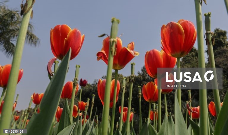 Índia: Festival da Tulipa em Nova Deli