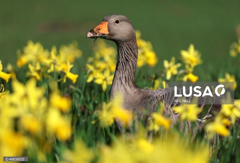 Reino Unido: Tempo primaveril em Londres