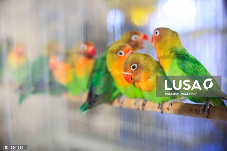 Qatar: Mercado de aves no mercado Souq Waqif, em Doha