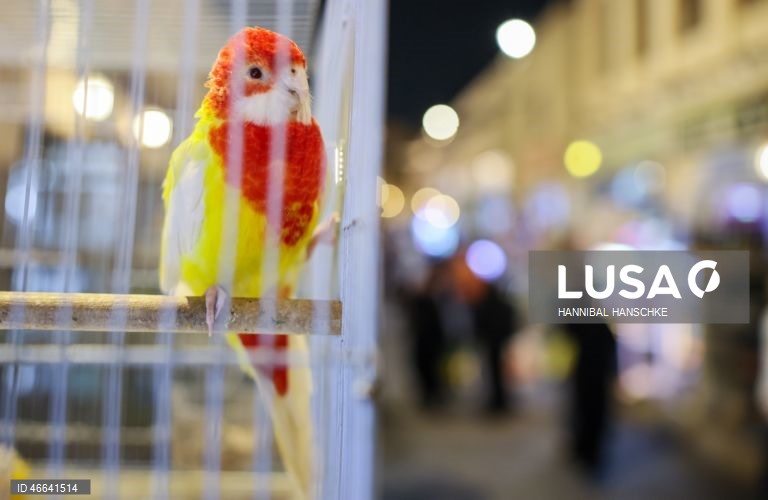 Qatar: Mercado de aves no mercado Souq Waqif, em Doha