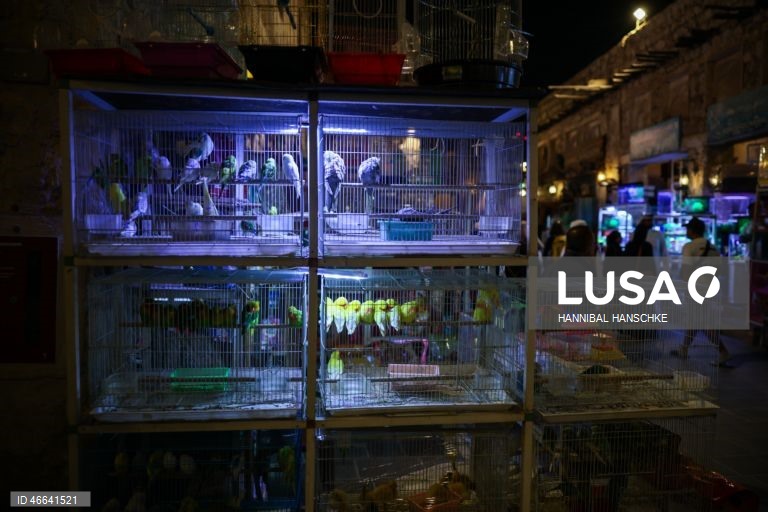 Qatar: Mercado de aves no mercado Souq Waqif, em Doha