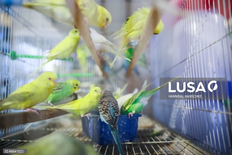 Qatar: Mercado de aves no mercado Souq Waqif, em Doha