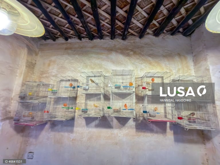 Qatar: Mercado de aves no mercado Souq Waqif, em Doha