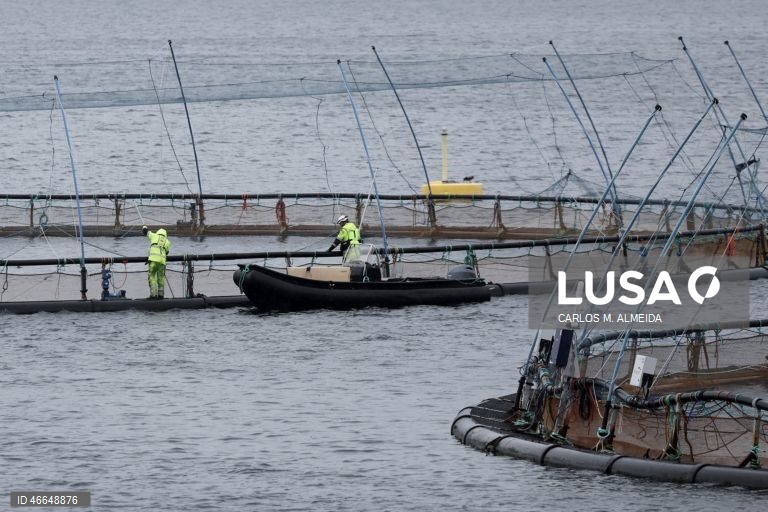 Processamento de pescado na empresa Leroy na ilha de Hitra na Noruega