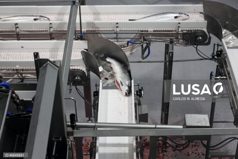 Processamento de pescado na empresa Leroy na ilha de Hitra na Noruega