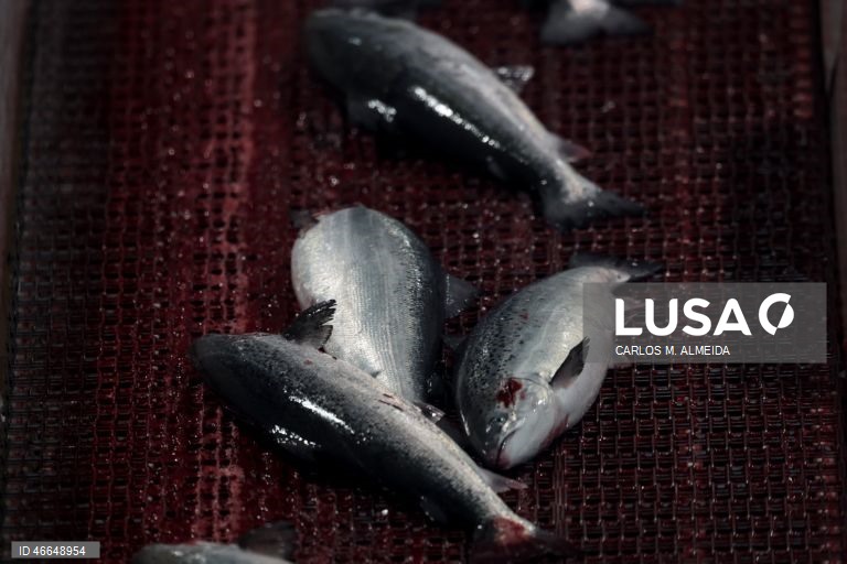 Processamento de pescado na empresa Leroy na ilha de Hitra na Noruega