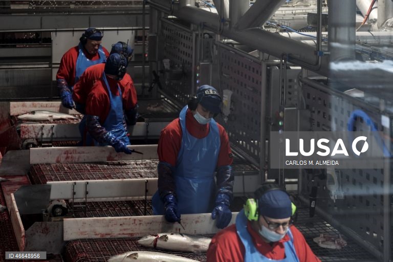 Processamento de pescado na empresa Leroy na ilha de Hitra na Noruega