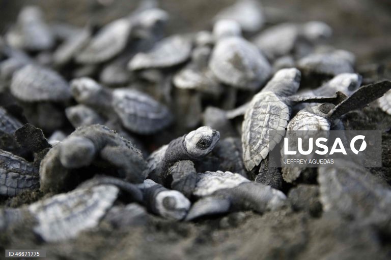 A 03 de março comemora-se o Dia Mundial da Vida Selvagem