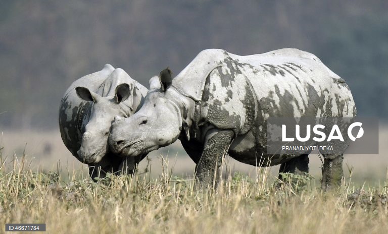 A 03 de março comemora-se o Dia Mundial da Vida Selvagem