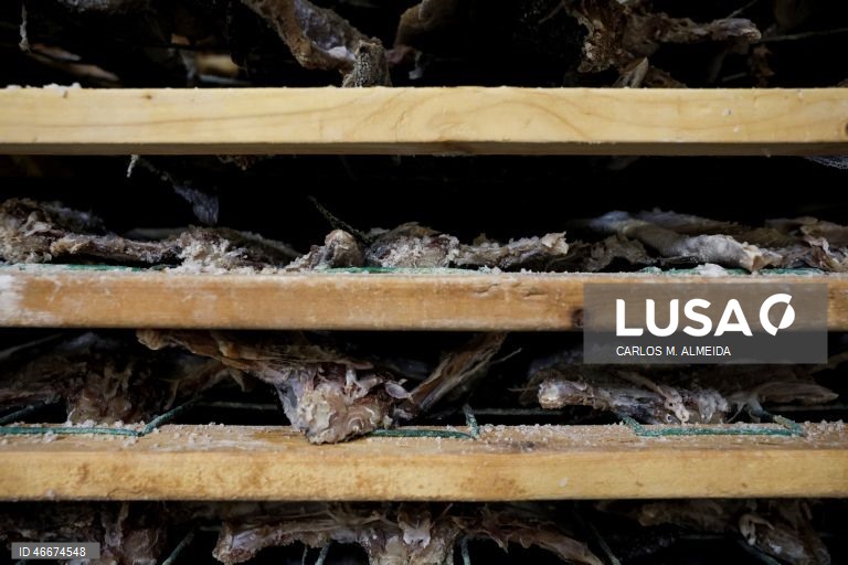 Fábrica da Fjordlaks, em Ålesund, Noruega, 27 de fevereiro de 2026. Antes de chegar à mesa dos portugueses, o bacalhau da Noruega tem uma grande viagem, que começa no Atlântico. Os barcos de pesca, de média dimensão, andam no mar três ou quatro dias e, mesmo em más fainas, chegam a terra com umas quatro toneladas de bacalhau. (ACOMPANHA TEXTO DA LUSA DO DIA 04 MARÇO DE 2026). CARLOS M. ALMEIDA/LUSA